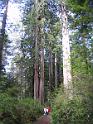 Redwood (18)